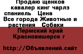 Продаю щенков кавалер кинг чарлз спаниель › Цена ­ 40 000 - Все города Животные и растения » Собаки   . Пермский край,Красновишерск г.